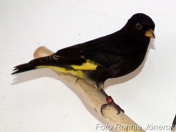 Svartsiska (Carduelis atrata)